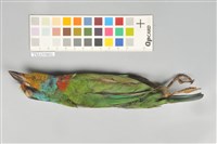 五色鳥藏品圖，第5張